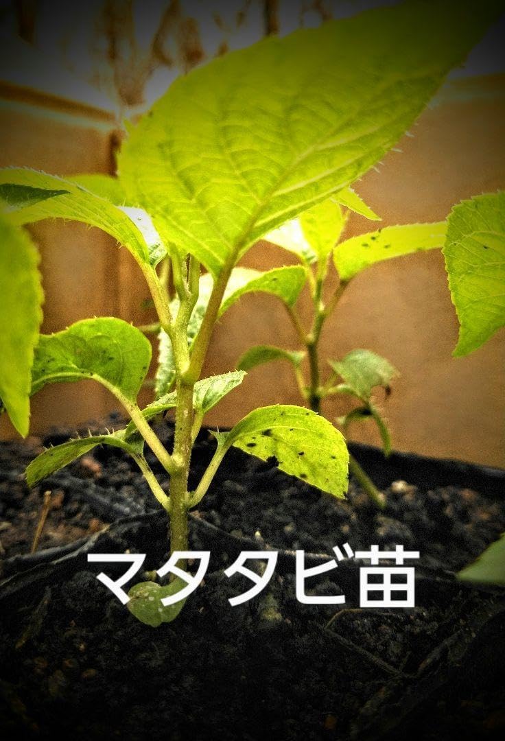 フジバカマの苗 抜き苗 20株 苗 フジバカマ」の人気商品一覧 | 安い